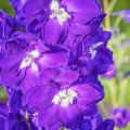 Delphinium Pacific-hybrid King Arthur - Speronella