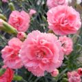 Dianthus plumarius Scent First Romance - Garofano strisciante