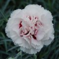 Dianthus plumarius Cranmere Pool - Garofano strisciante