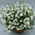 Diascia Breeze Plus White