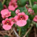 Diascia Ruby Field