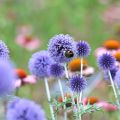 Echinops ritro Veitch’s Blue - Cardo-pallottola coccodrillo