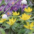 Eranthis cilicica - Aconito hivernale