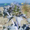 Eryngium maritimum - Calcatreppola marittima