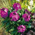 Erysimum Winter Joy improved - Violaciocca