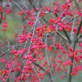 Euonymus europaeus - Fusaria comune