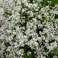 Euphorbia hypericifolia Diamond Snow