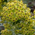 Euphorbia characias - Euforbia cespugliosa