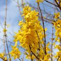 Forsythia intermedia - Forsizia