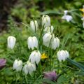 Fritillaria meleagris Alba - Bossolo dei dadi biancho