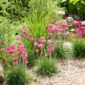 Armeria maritima Düsseldorfer Stolz