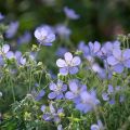 Geranium Blue Cloud