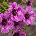 Geranium cinereum Laurence Flatman