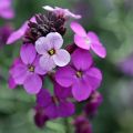 Erysimum Poem Lavender - Violaciocca