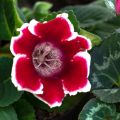 Gloxinia speciosa Kaiser Friedrich