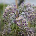 Wisteria sinensis Prolific - Glicine comune