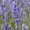 Delphinium consolida DelQIS White Blue Edge - Speronella consolida