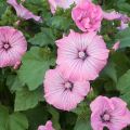 Lavatera trimestris Silver Cup - Malva regina