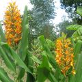 Hedychium coccineum Tara (bulbi)