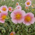 Helianthemum Rhodanthe Carneum - Eliantemo