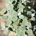 Elicriso petiolare Silver - Helichrysum petiolare