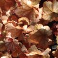 Heuchera Paprika