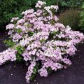 Hydrangea French Bolero - Ortensia