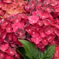 Hydrangea macrophylla Magical Ruby Tuesday - Ortensia