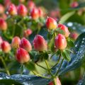 Hypericum inodorum Magical Red Flame - Iperico