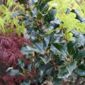 Ilex meserveae Blue Angel - Agrifoglio