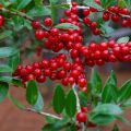 Ilex verticillata Maryland Beauty - Agrifoglio