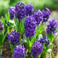 Giacinto Atlantic - Hyacinthus