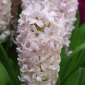 Giacinto China Pink - Hyacinthus