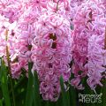 Giacinto Fondant - Hyacinthus