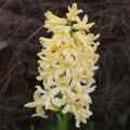 Giacinto Gipsy Princess - Hyacinthus