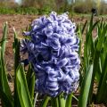 Giacinto Sky Jacket - Hyacinthus