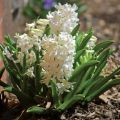 Giacinto Carnegie - Hyacinthus