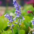 Hyacinthoides hispanica - Giacinto a campanelle