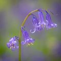 Hyacinthoides non-scripta - Giacinto non-scritto