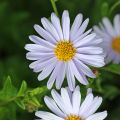 Kalimeris incisa Blue Star - Aster giapponese