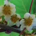 Kiwi Actinidia deliciosa Atlas