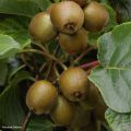 Kiwi Actinidia chinensis Minkigold