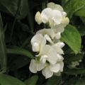 Lathyrus latifolius White Pearl