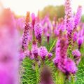 Liatris spicata Floristan Violet