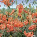 Lilium lancifolium splendens - Giglio