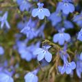 Lobelia Hot Water Blue