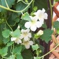 Lophospermum scandens Album