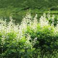 Baptisia australis Alba - Indaco falso bianca