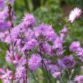 Lychnis flos-cuculi Jenny - Crotonella Fior di cuculo