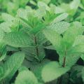 Mentha espagnole Bio - Menta